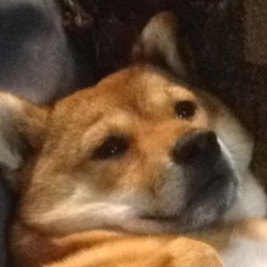 Meet your Posher, Lara